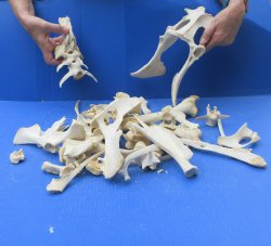 4lb Assorted Bones
